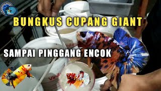 BUNGKUS CUPANG GIANT