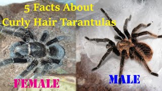 INTERESTING FACTS ABOUT CURLY HAIR TARANTULAS  - 5 FACTS