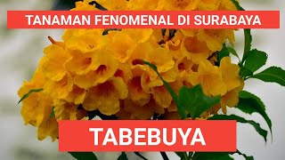 TANAMAN HIAS TABEBUYA  | TANAMAN FENOMENAL DI SURABAYA