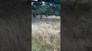 Deers in Richmond Park, London 🦌 #deer #nature #wildlife #london