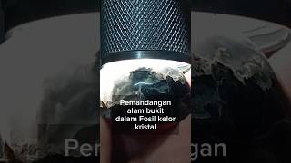 fosil kelor kristal putih #bali #viralvideo #shortvideo #fosilkelor #alam #asli #natural #alami