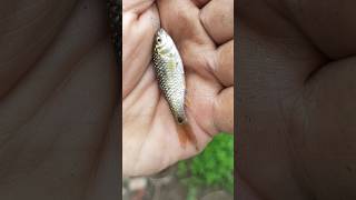 MANCING DI SINI PLUNG NYOTT #shorts #mancing #fishing #ikan #ikanwader