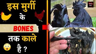 इस मुर्गी के BONES तक काले है ?|#short| Amazing fact | TF#17