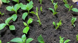 Hortensien vermehren. Kombination aus zwei Methoden. Teil 2