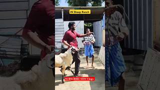 BAKRID 2024 | Goats delivery| Full video out now! | Don't miss it | #goat #sheep #chennai #india