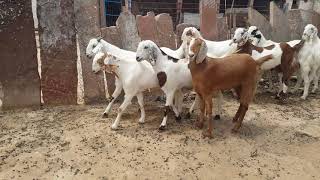 Qasmi goat faram sojat pipar jodhpur