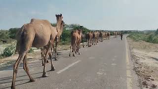 The Strange Tale of Camel Village Row || حكاية قرية كاميل رو الغريبة