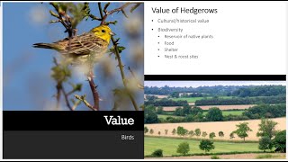 How Hedgerows can help Climate Action