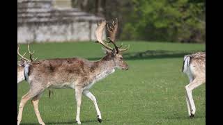 Holkham deer 2024