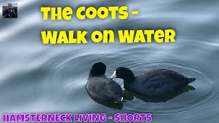 The Coots   Just Passing Through   SHORTS