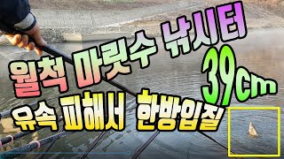 붕어낚시 유속을 피해 찌를 세웠더니 덜커덩 39가 잡히다니/긴목줄 입질표현/유속과 조과의 상관관계