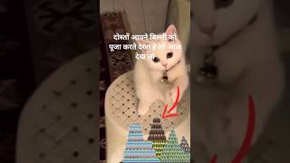 cat video billi बिल्ली का तांडव 😺😺 Cat Voice Cute Cat  billi