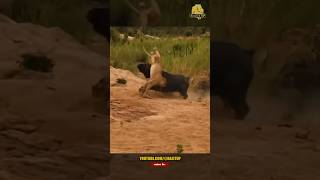 Intense: Lioness Flipped - Must Watch!