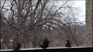 Red Bellied Woodpecker lands #2