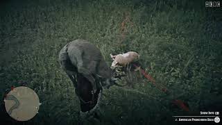 Red Dead Redemption 2_my hunting to fill up camp must have upset the fella