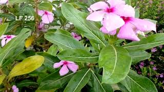 Luganda Name Akamuli Kassekajja  English Name Periwinkle pink & white Catharanthus Roseus