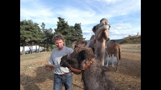 Une production agricole avec des dromadaires en Lozère