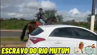 ESCRAVO DO RIO MUTUM VENDIDO#mangalargamachador/#mangalargadobrasil/#mangalargadeelite/#viral_video