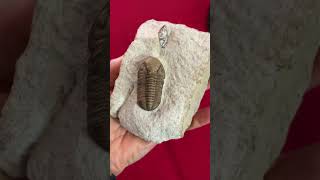 Fossil Trilobite ~ Reedops deckeri ~ Oklahoma