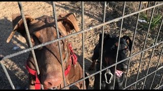 KIZIL DOBERMAN VE AMERİKAN STAFF KARŞILAŞIRSA