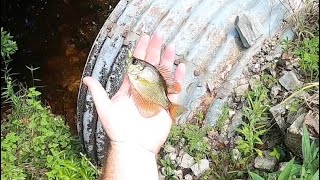 Found a tiny panfish paradise. Several fish in less than 10 mins with the Daiso rod.