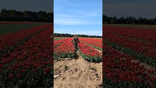 TULIPES EN PROVENCE, Jonquières. #cottagecore #hobbitcore #minivlog #tulip | JUSTINE DUERRE 🌷♥️