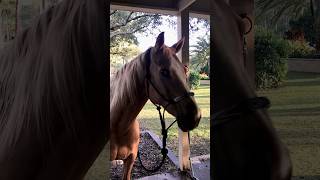 SMART HORSE | Tricks for treats 😆 #Horse #Treat