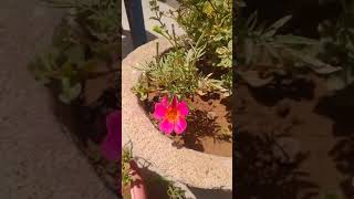 Kulfa plant in a pot like share subscribe