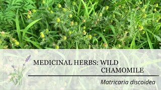 Wild Chamomile