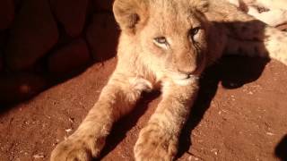 Süße Löwenbabys sweet Lioncubs Southafrica