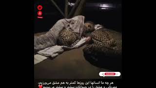 The night owl sleeping with the cheetahs is really scaryواقعا ترسناکه حتما ببینید