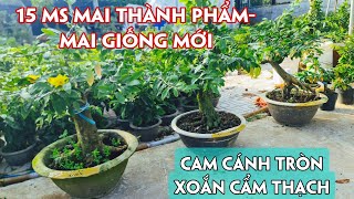 08/09. Mai Giống Mới, Mai Thành Phẩm Để Bàn Giá Rẻ.☎Trang 0359910781