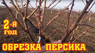 Правильная обрезка персика / 2-ой год после посадки / proper peach pruning