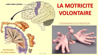 Motricité volontaire