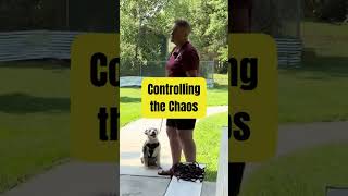 Tired of Your Dog Acting Like a "Ding-a-Ling" on Walks?