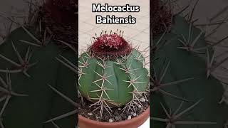 #melocactus #мелокактус