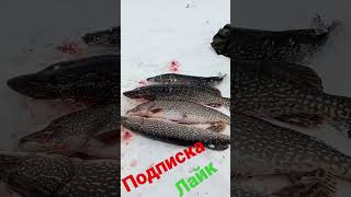 Щуки Трофей#shorts #рыбалка #catchingfish #fishing #щука #щуказимой #щуканаджиг