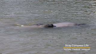 Nursing Manatee