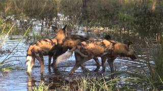 Wild Dog Puppies, Okavango Delta, Botswana