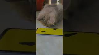 Cat Games 🥳🎉 | part - 2 #shorts #viral #trending #cute #youtube #persian #love #army #friend #comedy