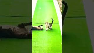 После обеда можно и подраться 🤼#котята #comedy #funny #humor #котики