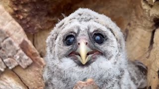 Baby Owl Gets Returned To Nest After a Storm