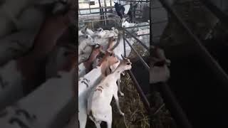 Hajj 2024 Kaa Qurbani ka Janwar In Makkah Saudi Arabic 🇸🇦 #makkah #shots #viral