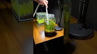 Rebuilding a nano planted jar aquarium