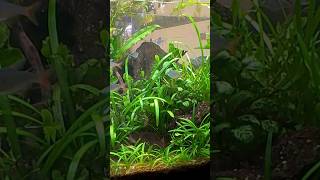 Simple Aquascape #fish #aquarium #shorts #viral