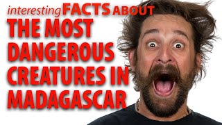 Interesting Facts about Madagascar Dangerous Animals