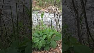 Poison Ivy on the South Platte near Cheeseman. #river