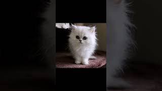 Cute Persian Kittens