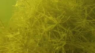 Starry stonewort sneak peek!