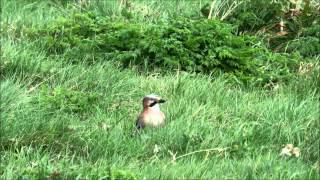 Jay, Bradlaugh Fields, Northampton